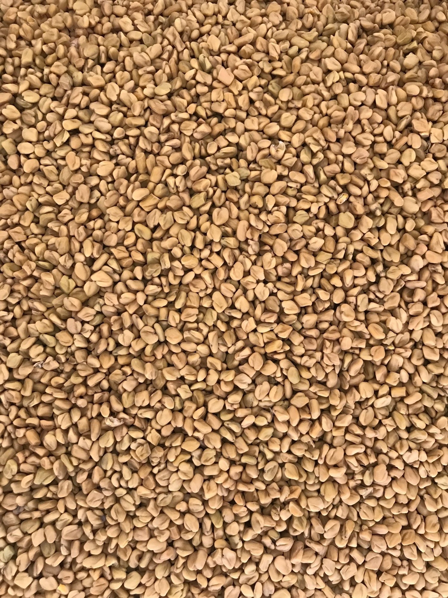 Fenugreek Whole - Freshmills - Freshmills