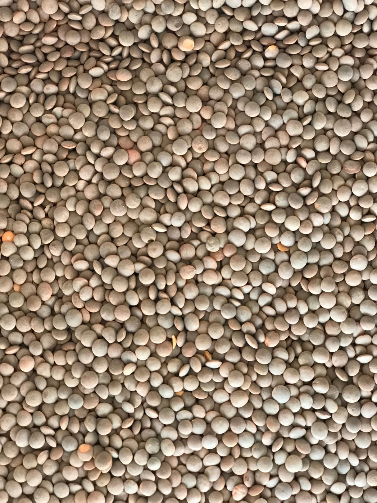 Whole Masoor - Freshmills - Freshmills