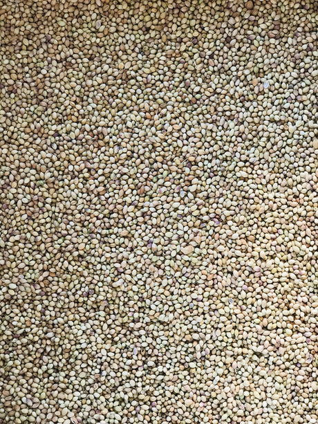 Coriander seeds - Freshmills - Freshmills