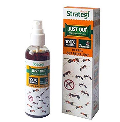 Herbal Strategi Ant Repellent